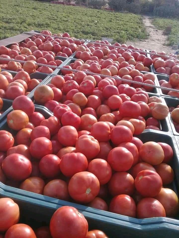 Tomatoes